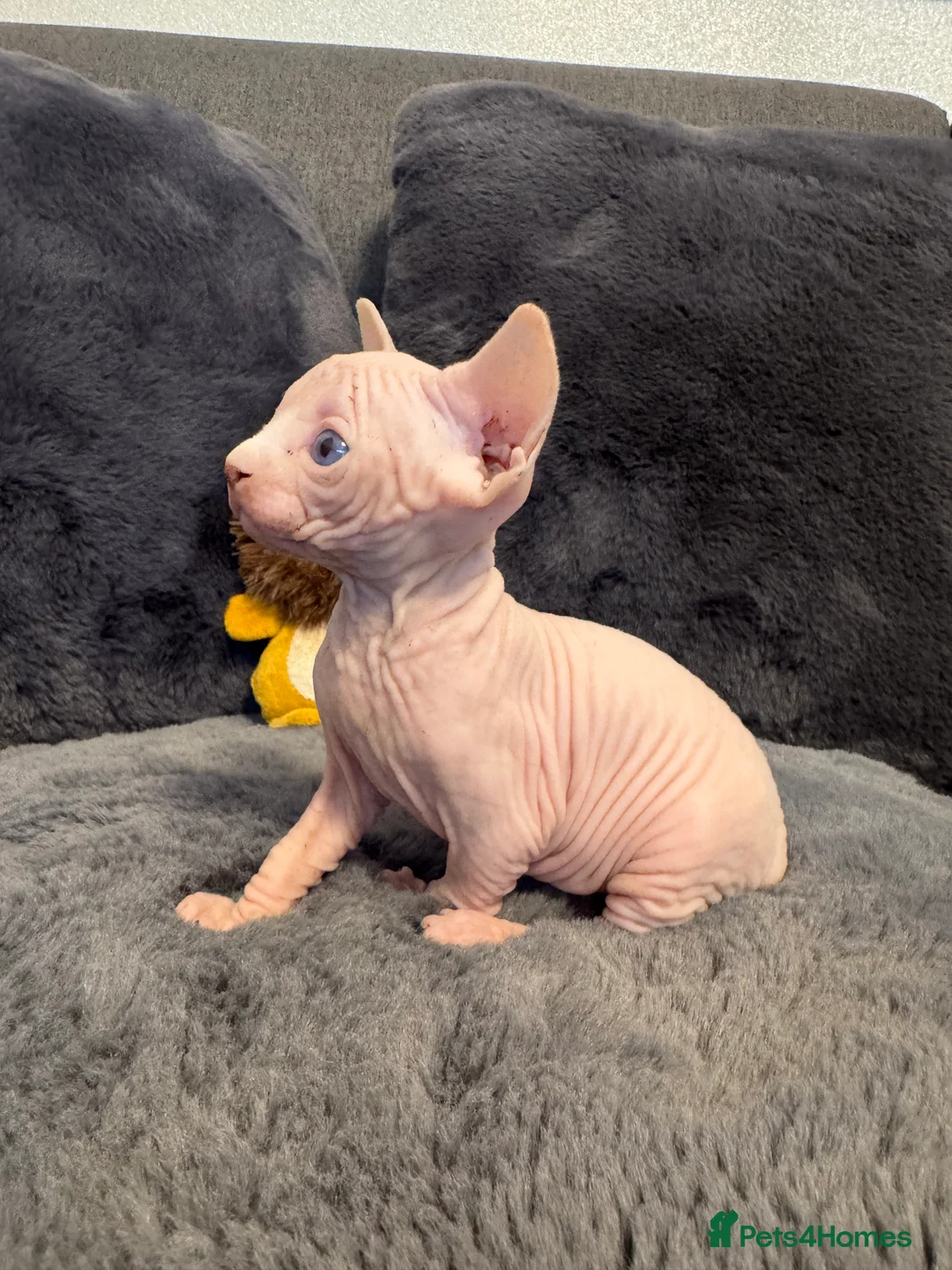 Sphynx cats for sale: Sphynx and Elf kittens🔥 - Advert 2