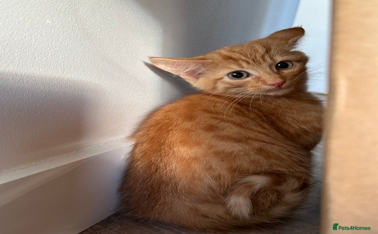 Domestic Shorthair cats - Advert 3