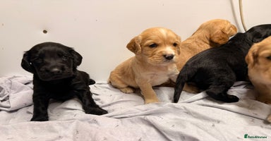 Cocker Spaniel dogs FTC KC Registered Cocker Spaniel Puppies - Advert 13