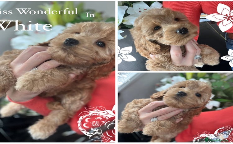 Cockapoo dogs - Advert 6