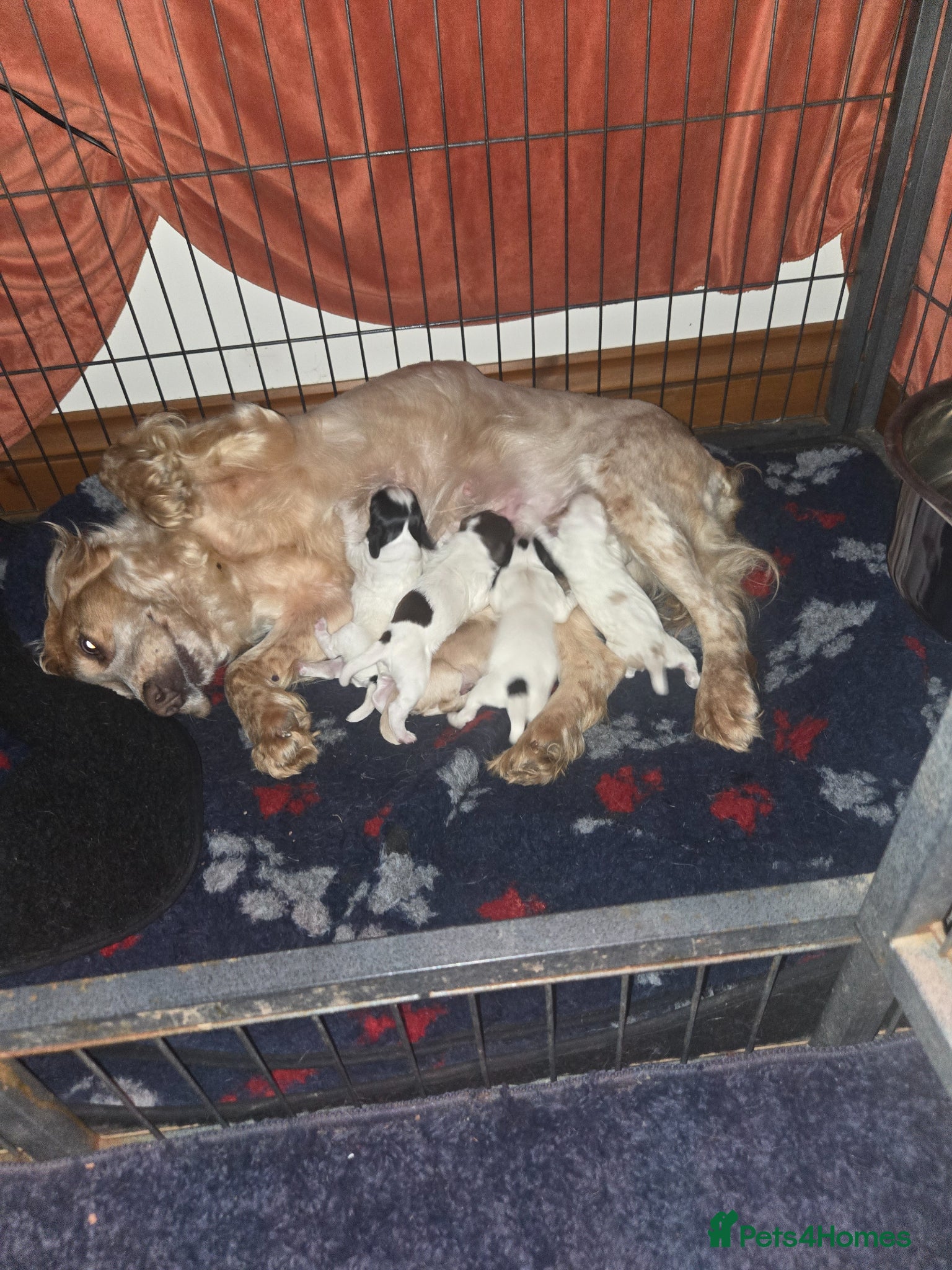 Cocker Spaniel dogs WORKING COCKER. - Advert 1