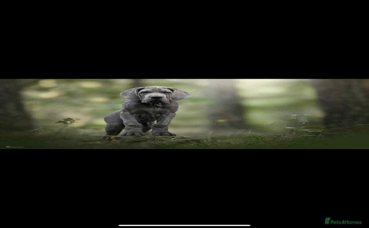 Great Dane dogs - Advert 1