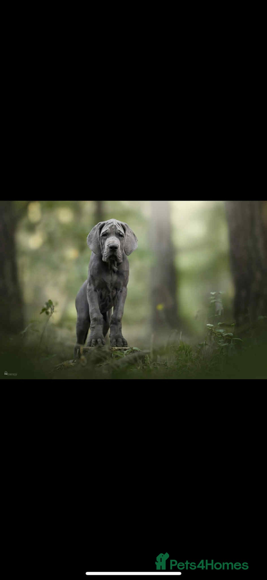 Great Dane dogs for sale: European Great Dane puppy - Image 1