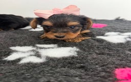 Yorkshire Terrier dogs for sale: Yorkshire Terrier Puppy 5 - 6 beautiful Yorkshire terriers  - Image 35