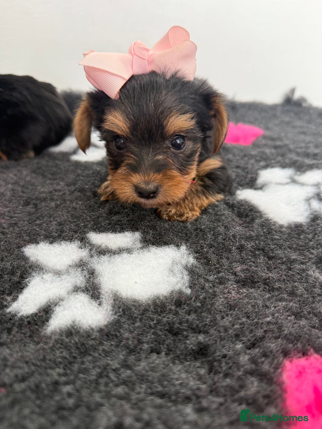 Yorkshire Terrier dogs for sale: Yorkshire Terrier Puppy 5 - 6 beautiful Yorkshire terriers  - Image 35