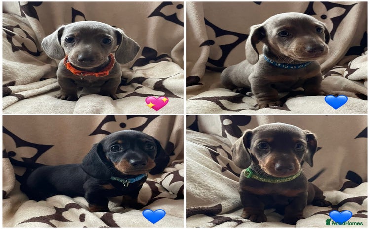 Miniature Dachshund dogs - Advert 6