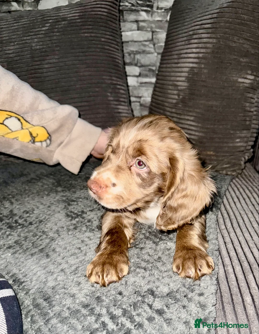 Cocker Spaniel dogs for sale: 💙1 BOY ABSOLUTELY STUNNING STUD LEFT💙  - Advert 3