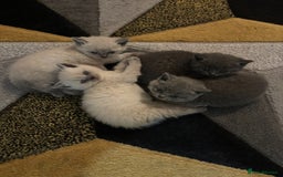 British Shorthair cats for sale: British shorthair kittens  - Image 6