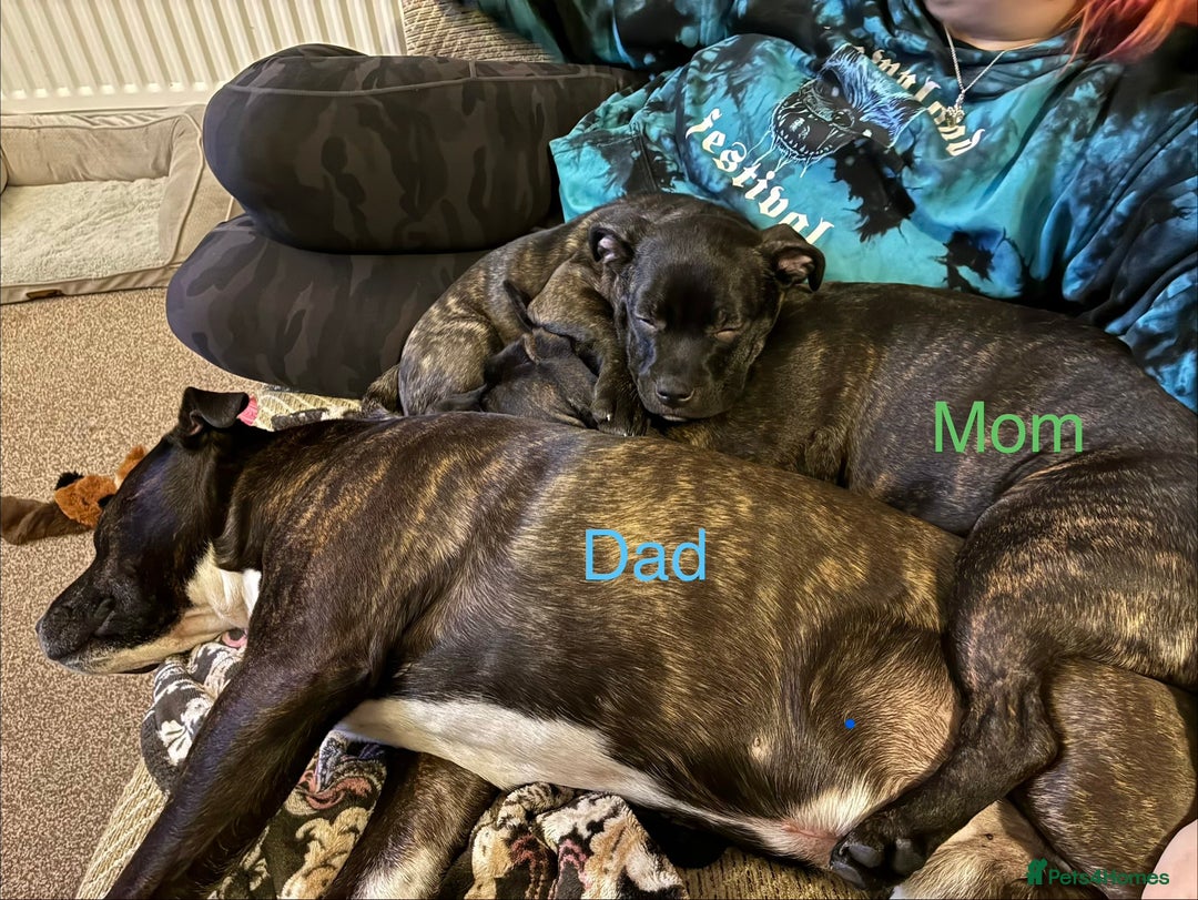 Staffordshire Bull Terrier dogs for sale: Champion bloodlines Kc mother puppy - Advert 3