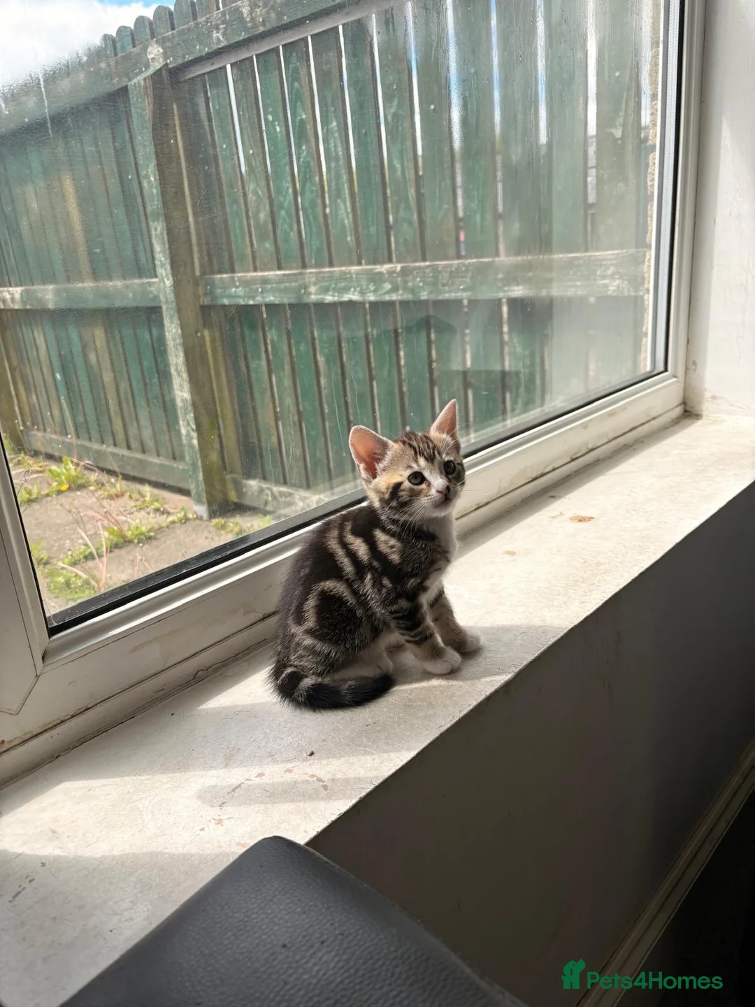 Mixed Breed cats for sale: Kittens for sale  in Bacup - Advert 2