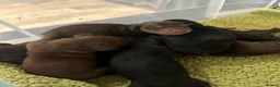Miniature Dachshund dogs for sale: Beautiful Long-Haired Miniature Dachshund Puppies  - Advert 5