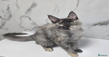 Maine Coon cats - Advert 11