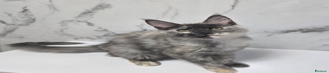 Maine Coon Kitten 4