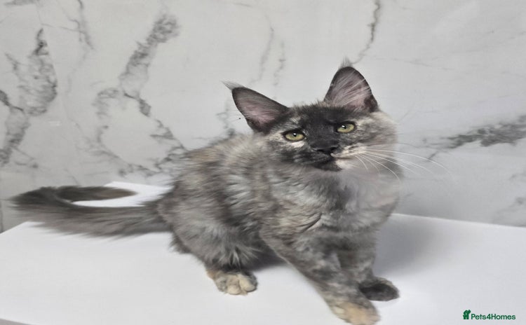 Maine Coon cats - Advert 1