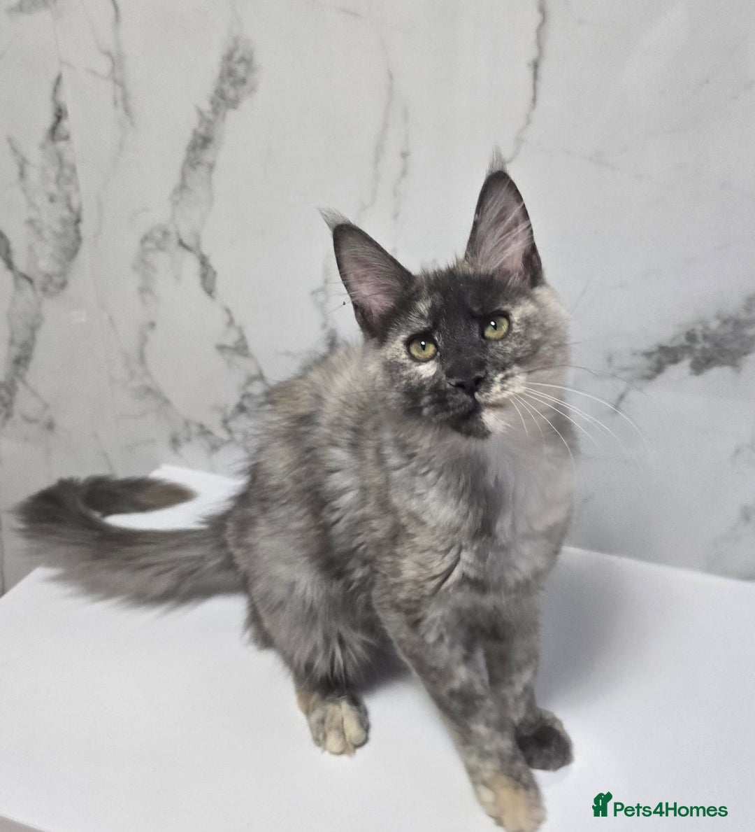 Maine Coon cats for sale: 2 girls -TICA MaineCoon Kittens - Image 1