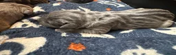 Cane Corso dogs for sale: SILVER BRINDLE pure bread Cane Corso pups  - Advert 8
