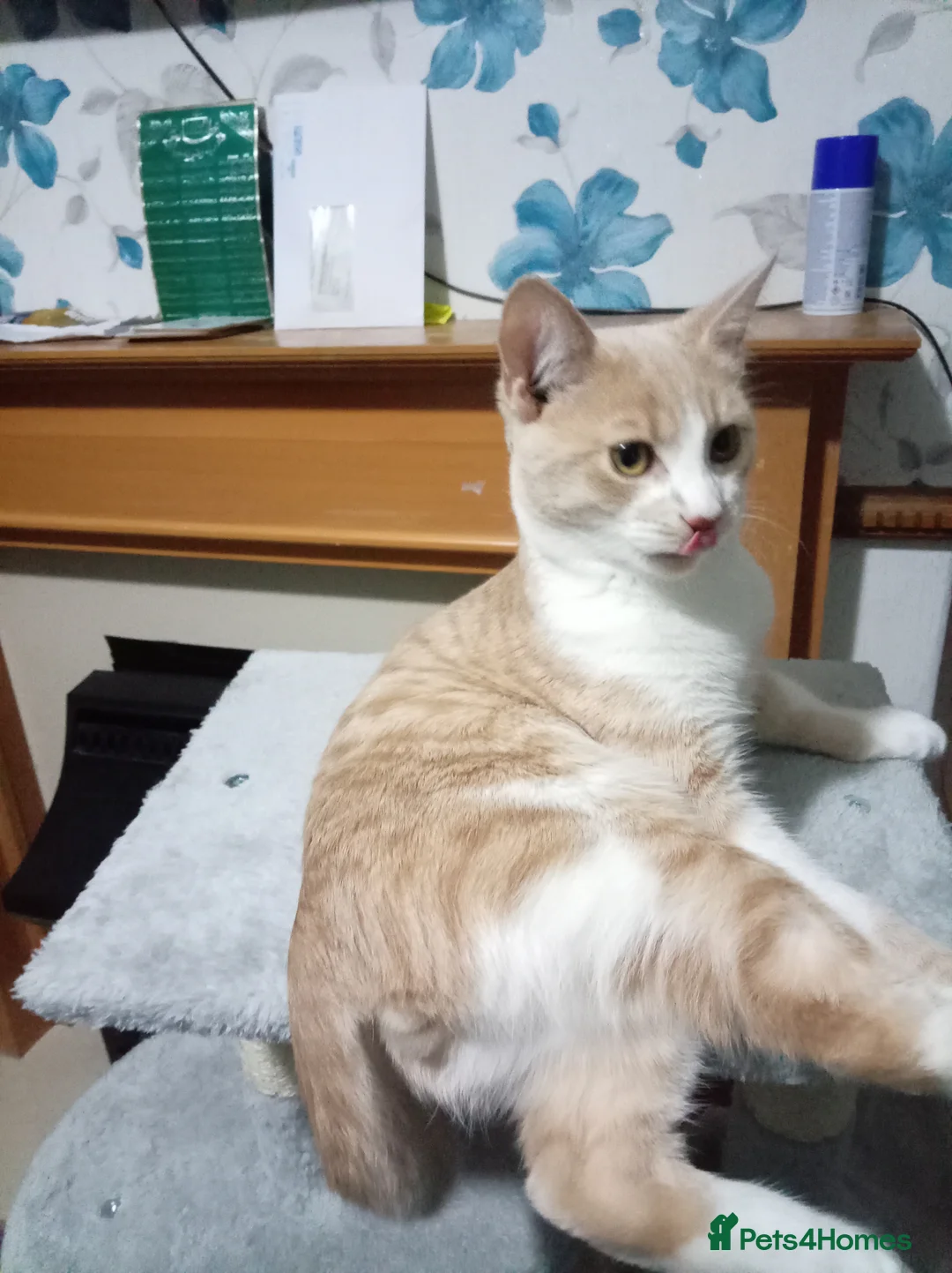 Domestic Shorthair cats for sale: Ginger and white cat - Advert 2