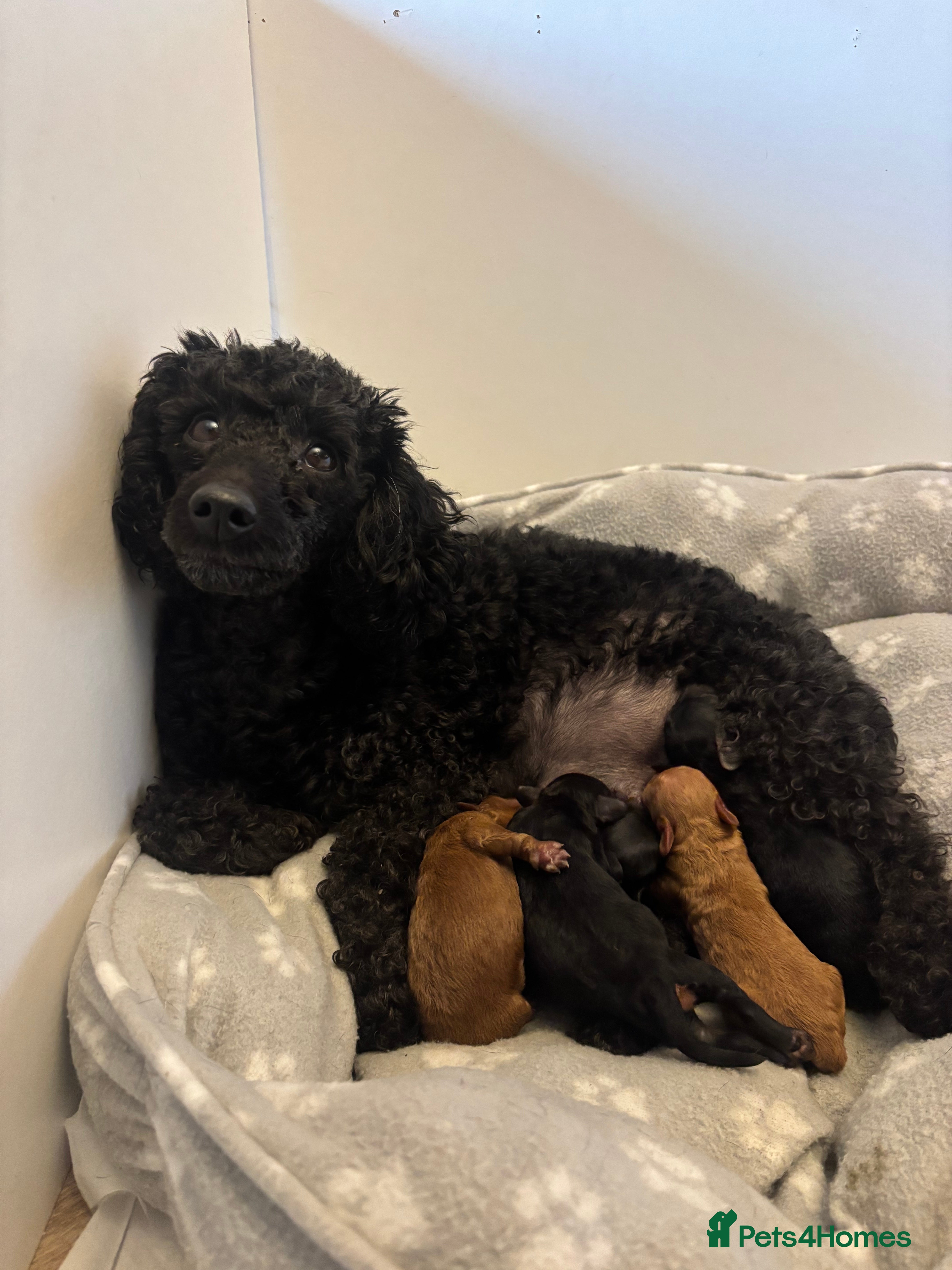 Toy Poodle dogs Kc Registered Toy Poodle Pups 🐾 - Advert 5