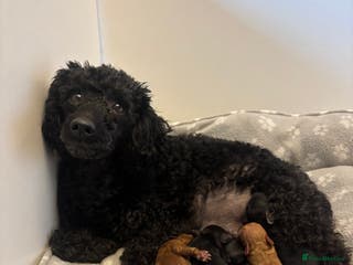 Toy Poodle dogs Kc Registered Toy Poodle Pups 🐾 - Advert 8