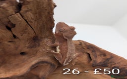 Gecko reptiles for sale: Beautiful baby crested geckos! - Image 25