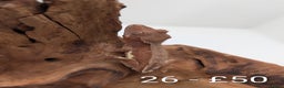 Gecko reptiles for sale: Beautiful baby crested geckos! - Advert 25