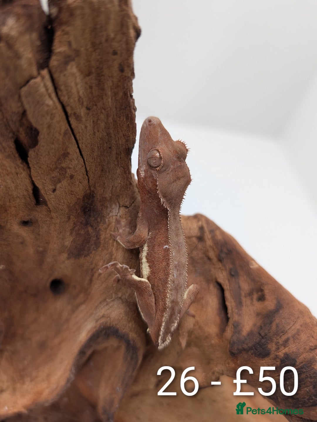 Gecko reptiles for sale: Beautiful baby crested geckos! - Image 25