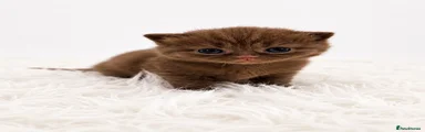 British Shorthair Kitten 3