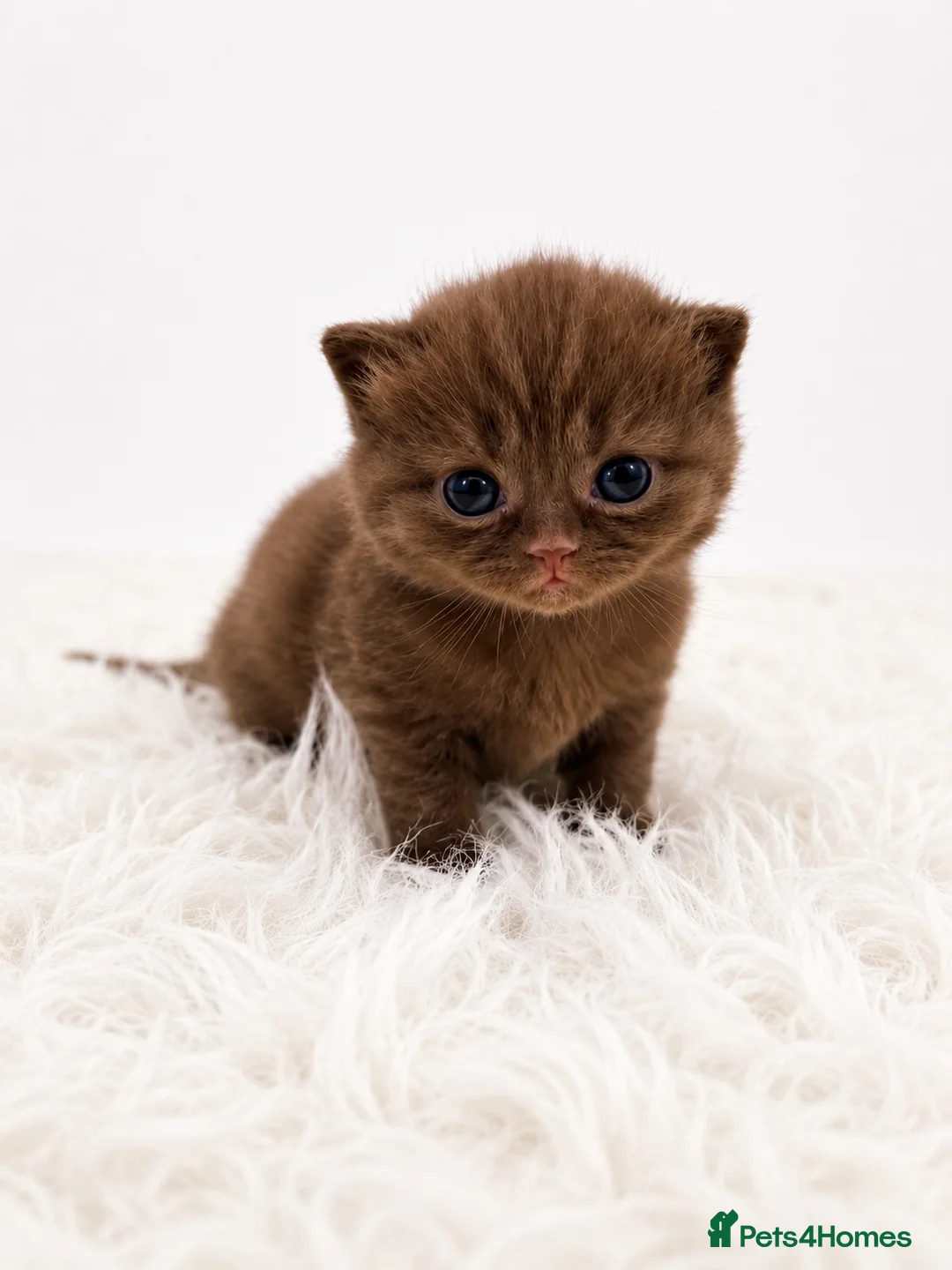 British Shorthair cats for sale: Last Boy British Shorthair chocolate 🤎✨ - Advert 12