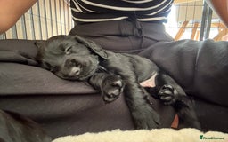 Cocker Spaniel dogs for sale: Cocker spainel puppies  - Image 2