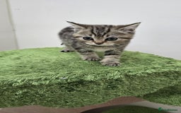 British Shorthair cats for sale: British Shorthaired kittens  - Image 7