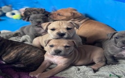 Mixed Breed dogs for sale: Pocket bully (mom) x staffy - Image 5