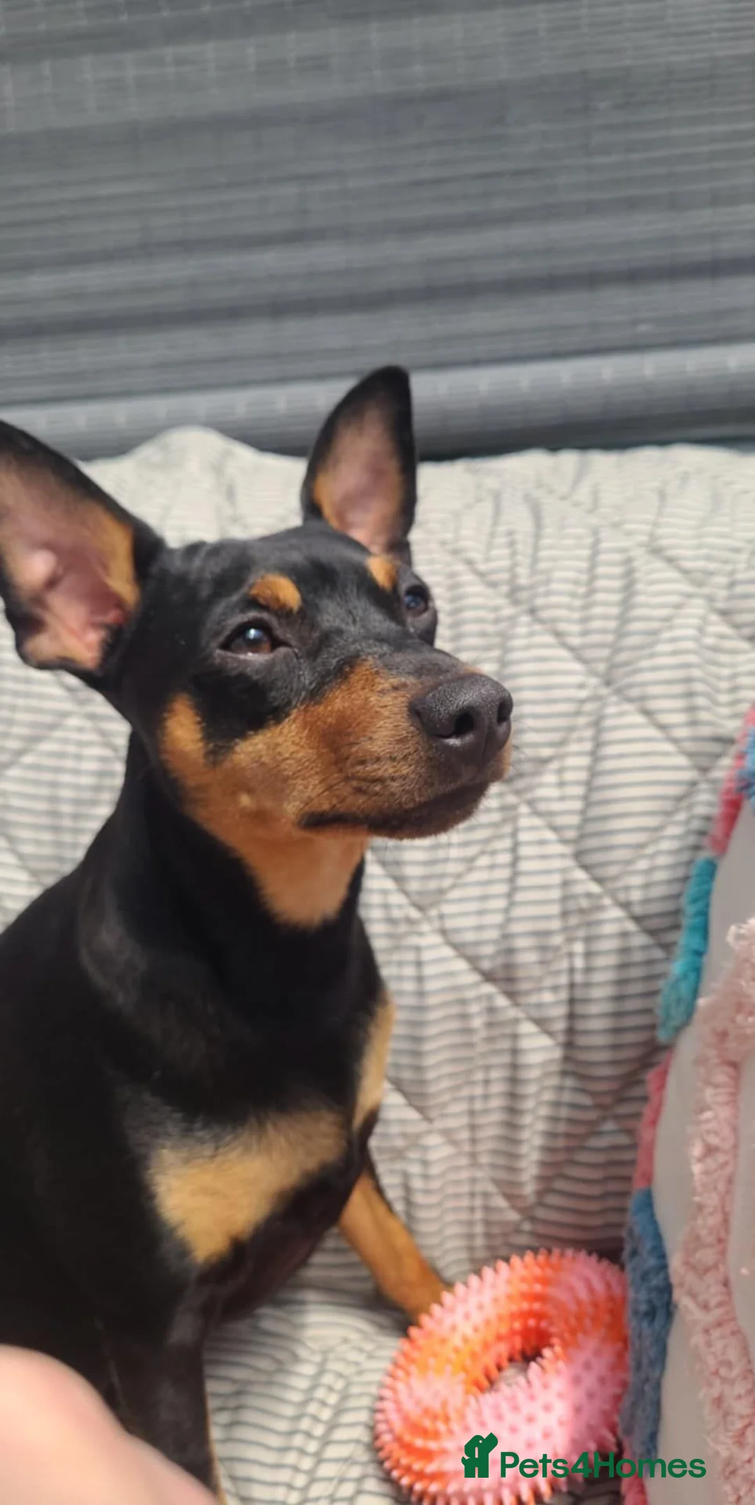Miniature Pinscher dogs for stud: 2 year old min pin available for stud in Barnsley - Advert 3