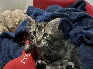 Maine Coon cats Maine coon kittens - Advert 2