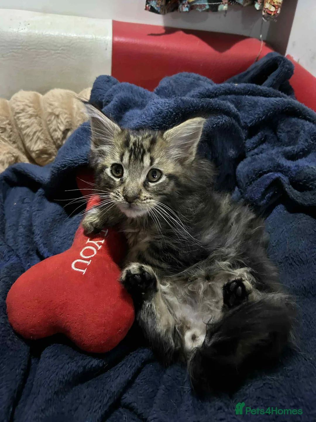 Maine Coon cats for sale: Maine coon kittens  - Advert 2