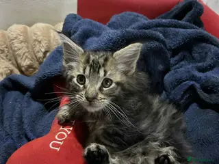 Maine Coon cats Maine coon kittens - Advert 9