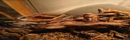 Frog reptiles for sale: Two green tree frogs with enclosure and lamp in Holywood - Advert 4