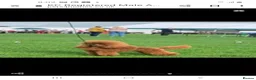Cavapoo dogs for sale: ADORABLE DNA TESTED TOY CAVAPOO PUPPY'S  - Advert 24