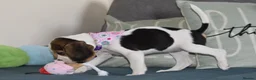 Beagle dogs for sale: Beautiful beagle puppies  - Advert 15