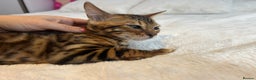Bengal cats for sale: Champion bloodline Bengal kittens - Advert 19
