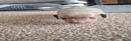 Miniature Dachshund dogs for sale: Outstanding KC Reg Mini Dachshund Puppies   in Wigan - Advert 15