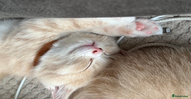Mixed Breed cats - Advert 1