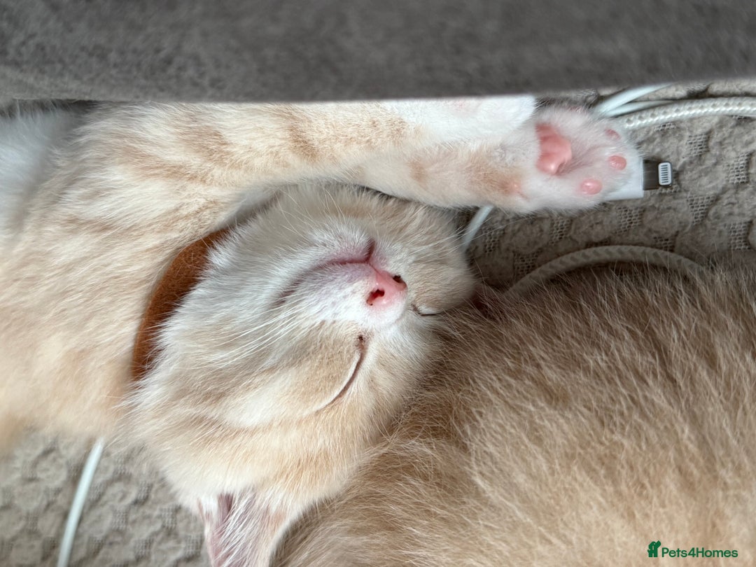 Mixed Breed cats for sale: 3 Cream Mixed Shorthairs - Image 2