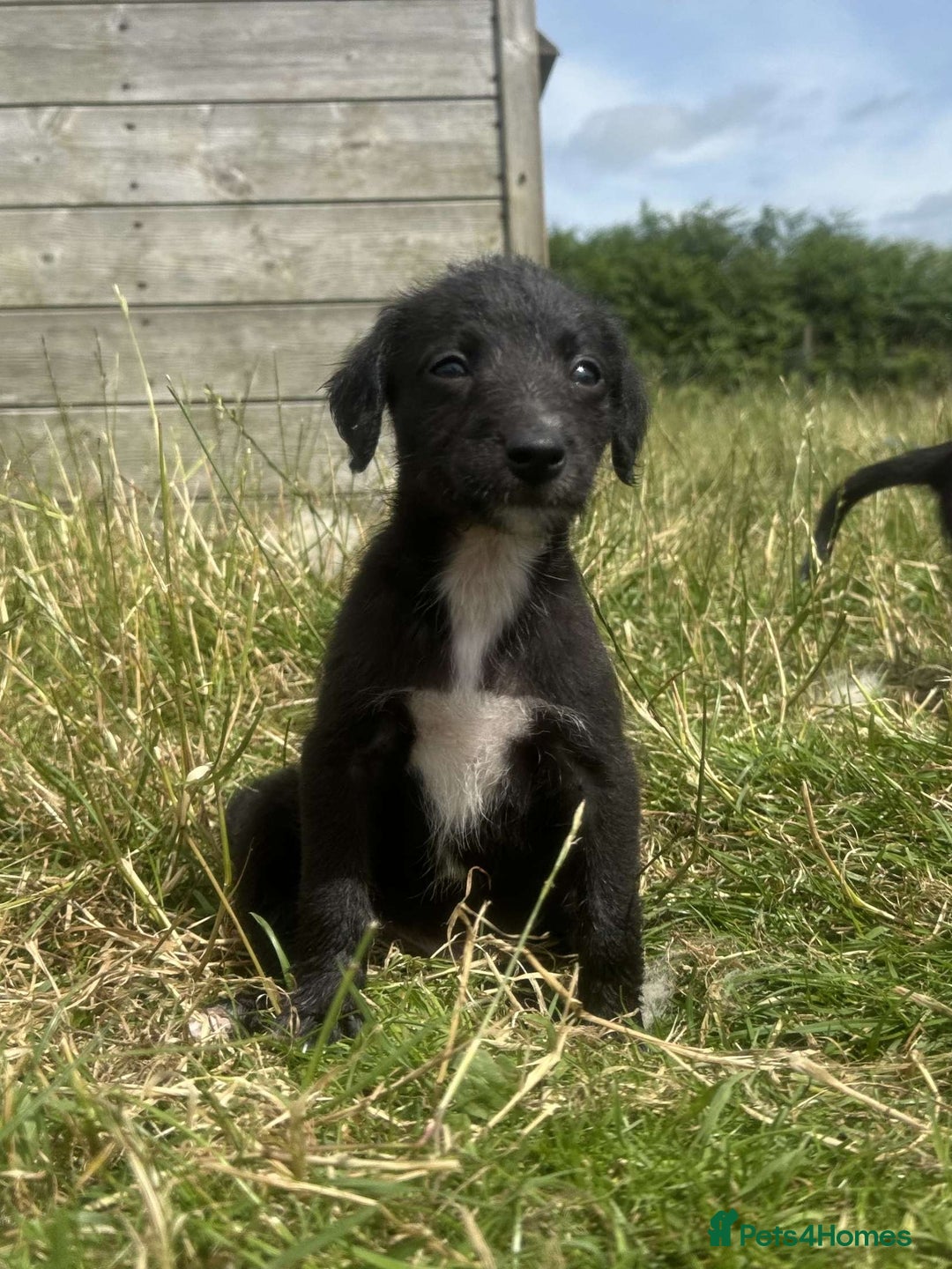 Mixed Breed dogs for sale: Stunning Bedlington x whippet puppies  - Image 12