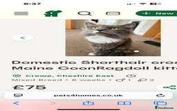 Domestic Shorthair cats for sale: Domestic Shorthair cross Mainecoon ragdoll - Image 8