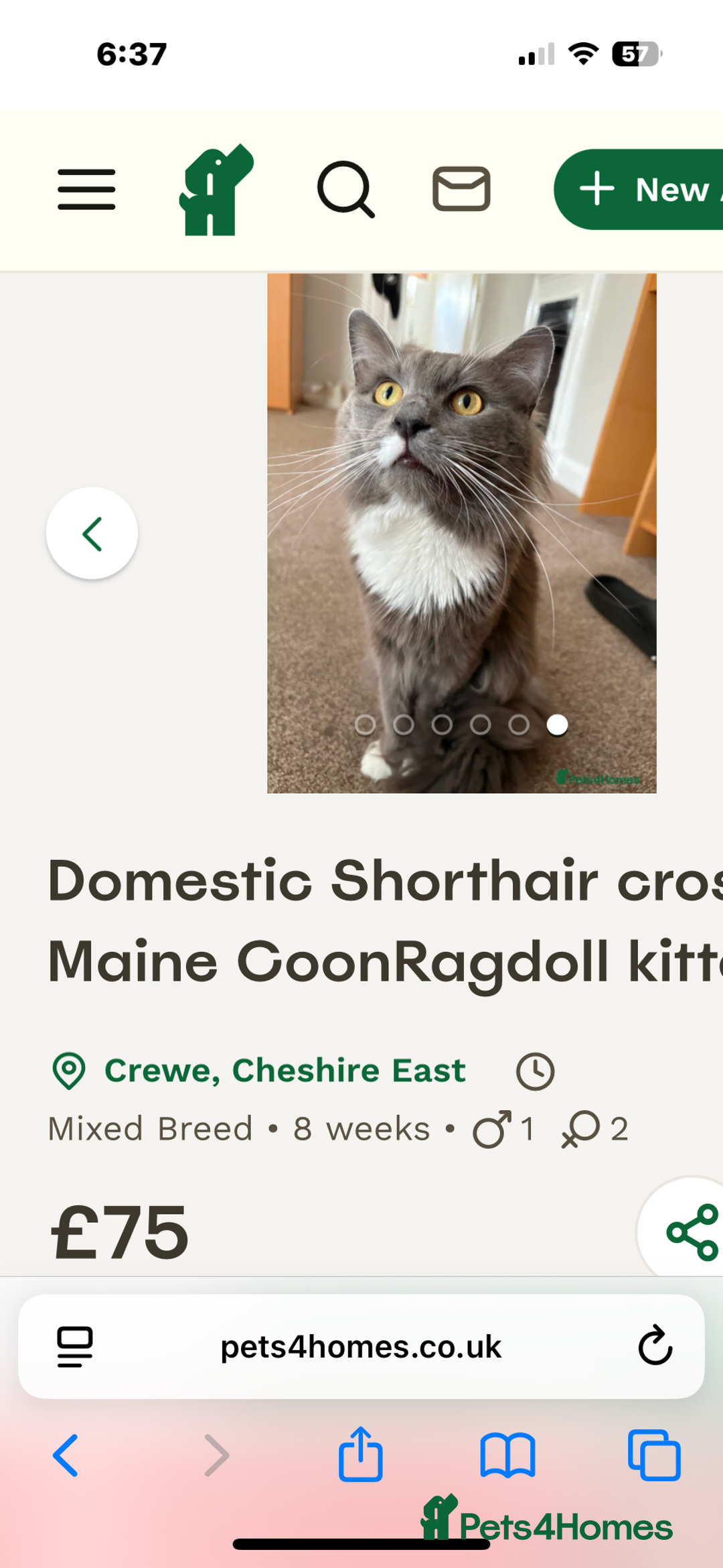 Domestic Shorthair cats for sale: Domestic Shorthair cross Mainecoon ragdoll - Image 8