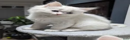 Ragdoll cats for sale: Ragdoll kittens - Advert 13
