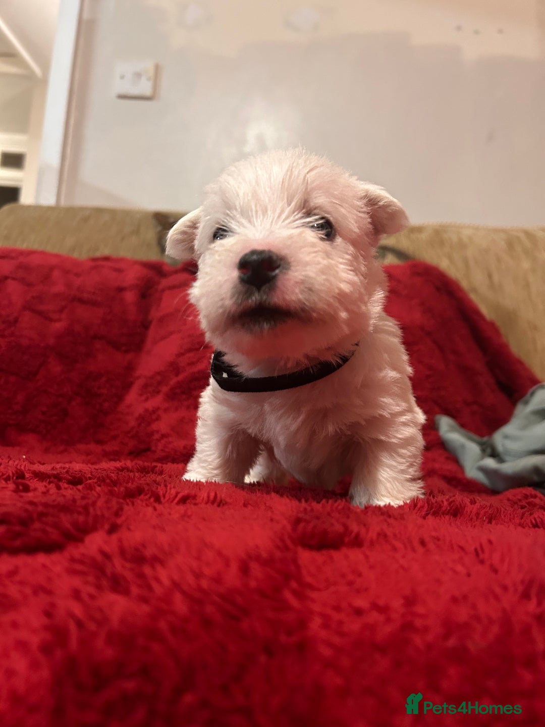 West Highland Terrier dogs for sale: West highland puppies - Advert 22