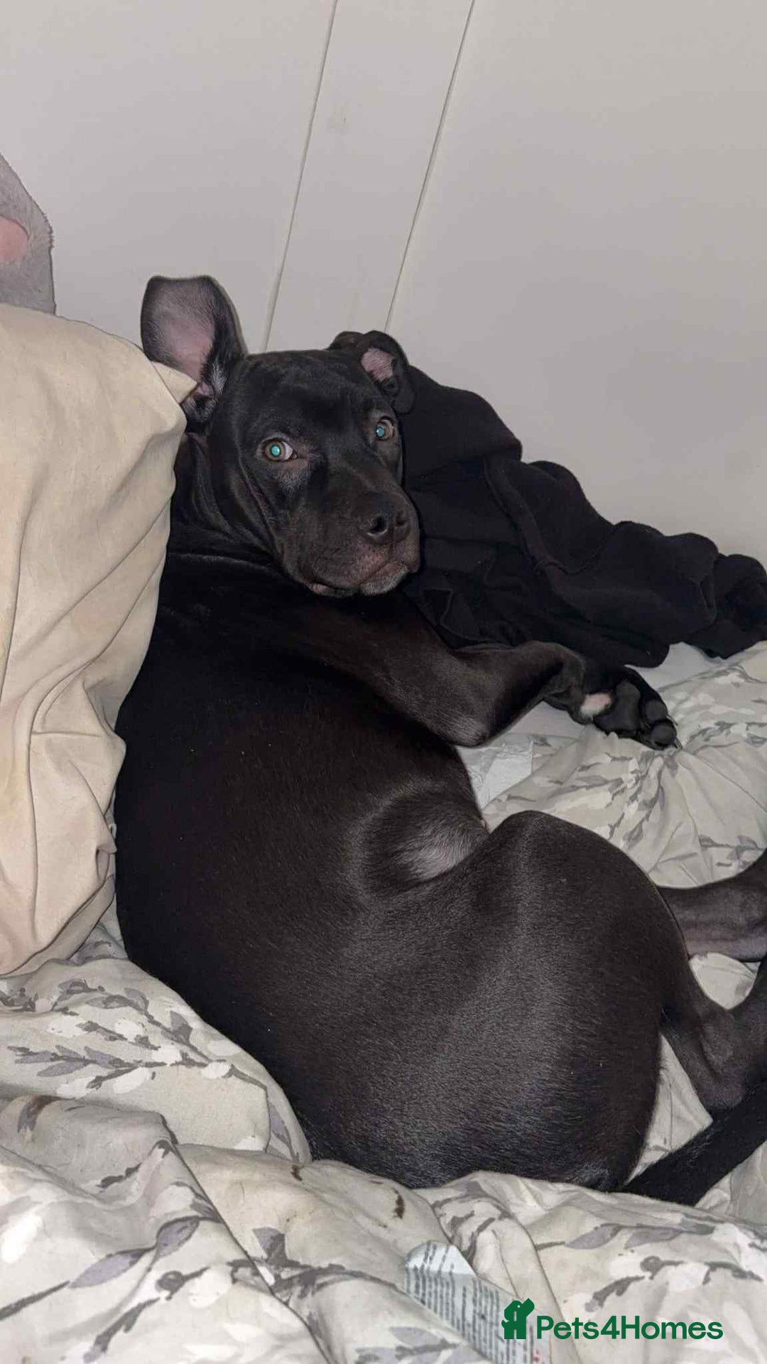 Mixed Breed dogs for sale: 6 month, Male Staffy x Cane Corso - Advert 2