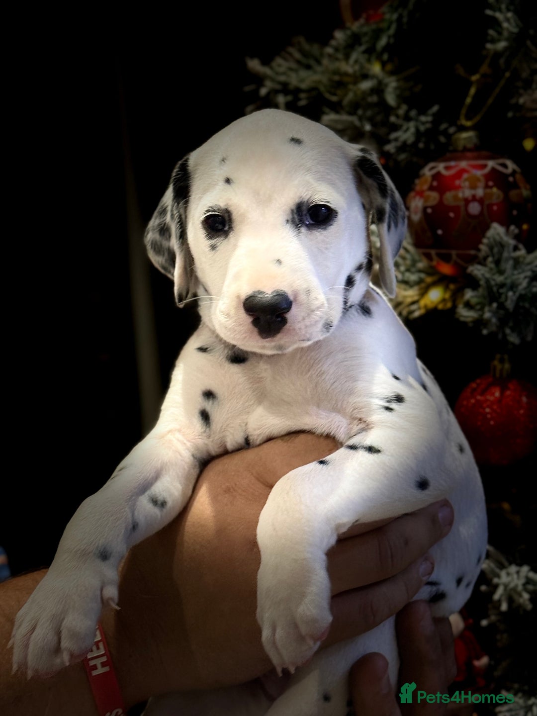 Dalmatian dogs for sale: 🐾2 left🐾 top pedigree pups - Advert 8