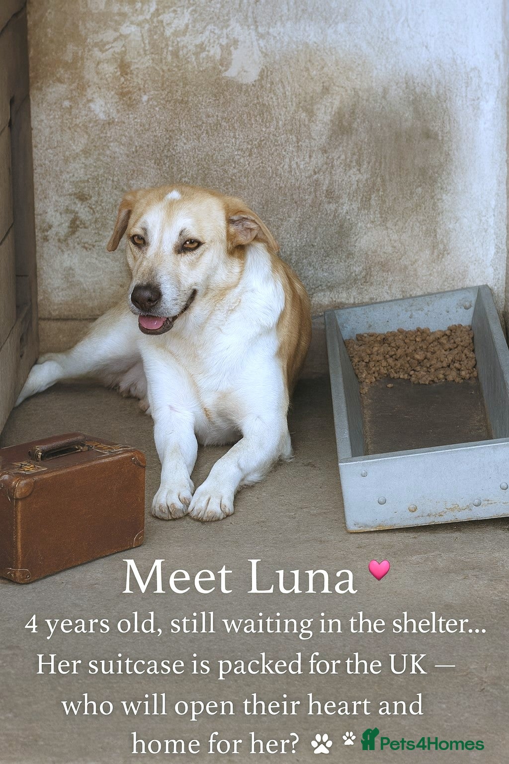Mixed Breed dogs for adoption: 🐾Luna – a small Lab-type girl longing for love ❤️ - Advert 5